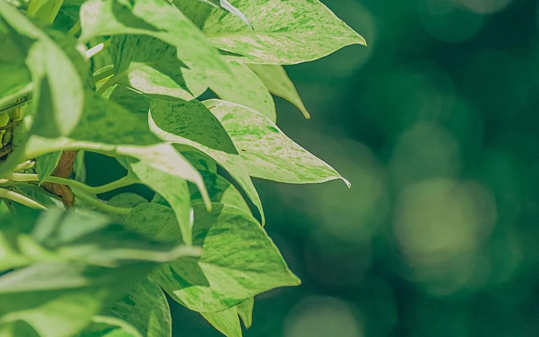 EES (évaluation environnementale stratégique) / SUP (Strategische Umweltprüfung)